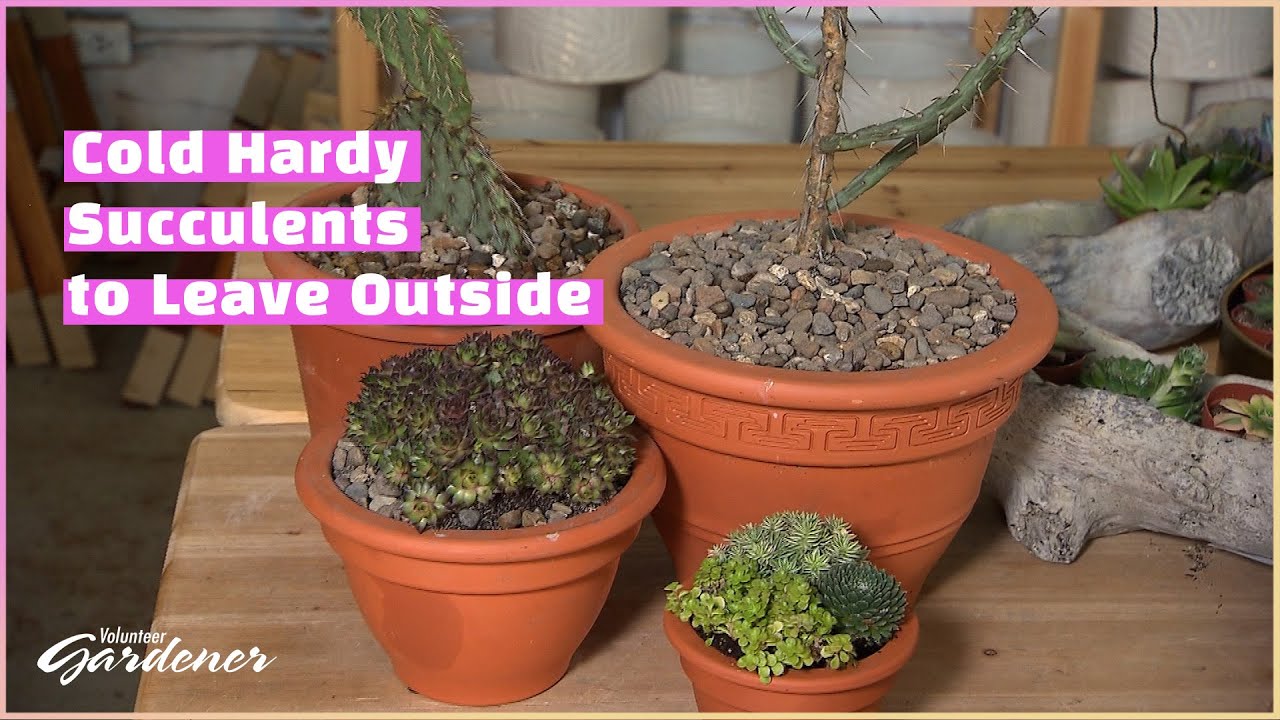 Cold Hardy Succulents | Volunteer Gardener