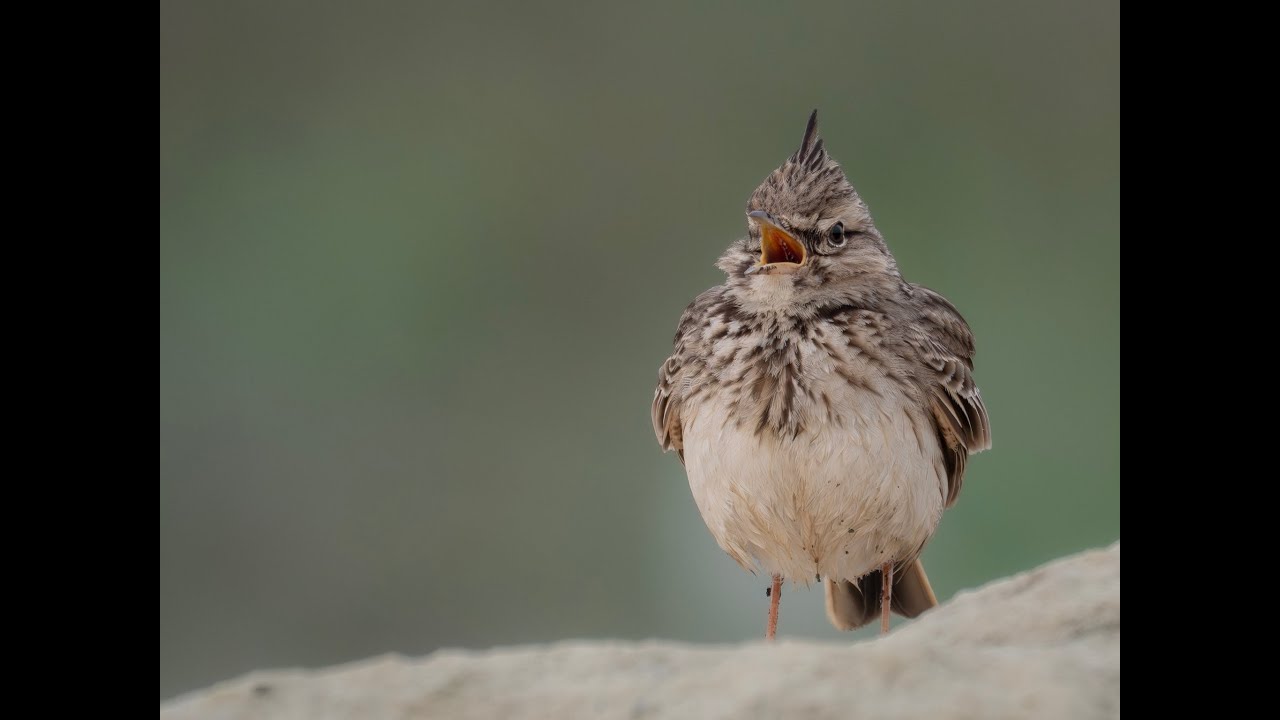 Galerida cristata (Crested Lark - κορυδαλλος)