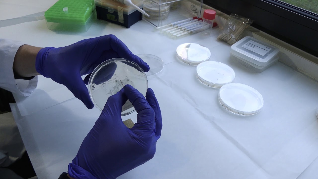 Id Fungi Plates - Le dépôt sur cible Maldi Tof