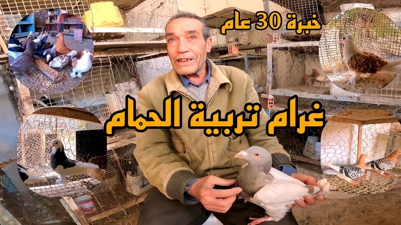 حكاية غرام تربية الحمام مع العم عيسى🕊️و أسرار نجاحه✅les secrets pour réussir l'élevage des pigeons🎖️