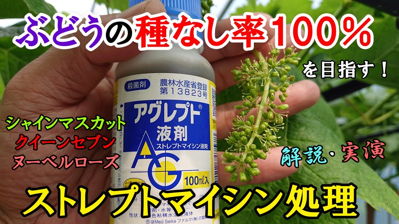 ぶどうの種なし率100％を目指す！ ストレプトマイシン処理の解説と実演　シャインマスカット・クイーンセブン・ヌーベルローズ他