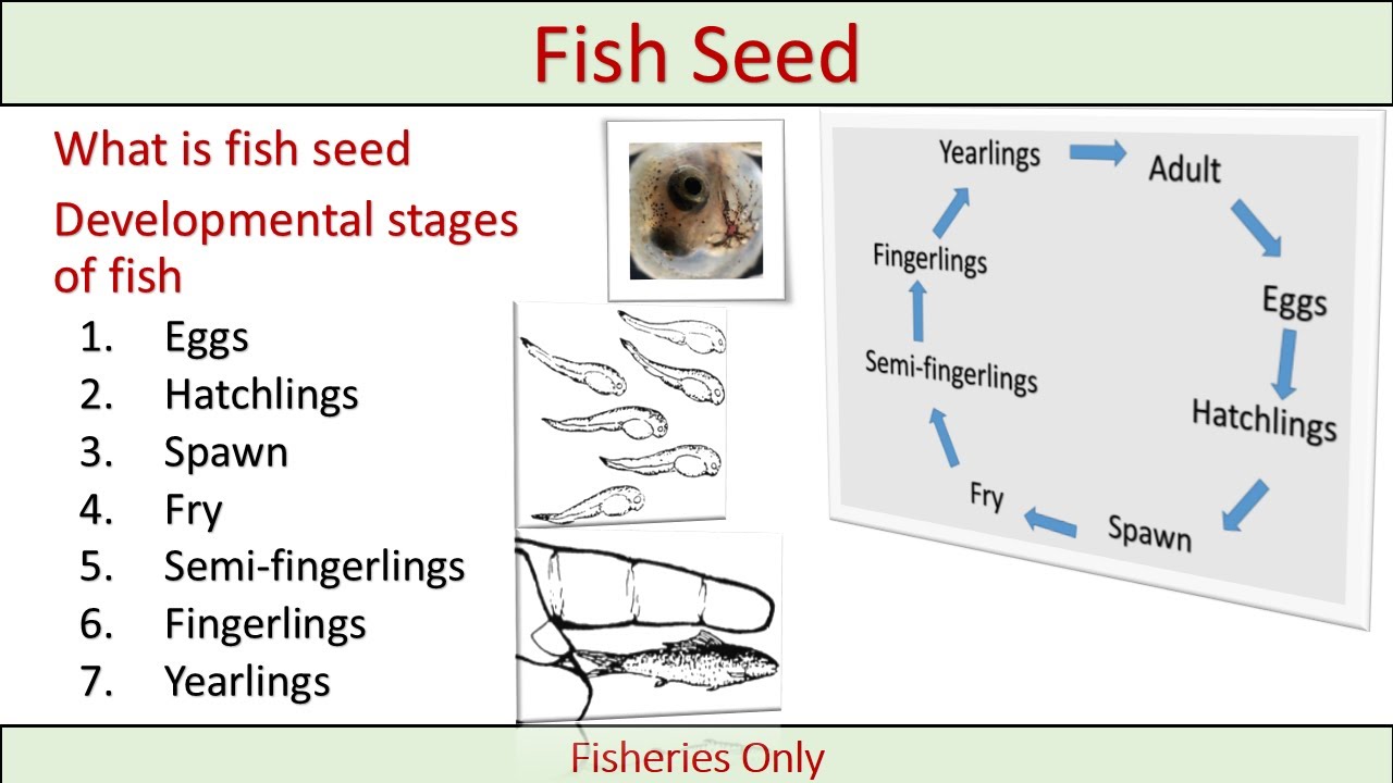 Fish Seed | Nomenclature of Fish Seed | Developmental Stages of Fish