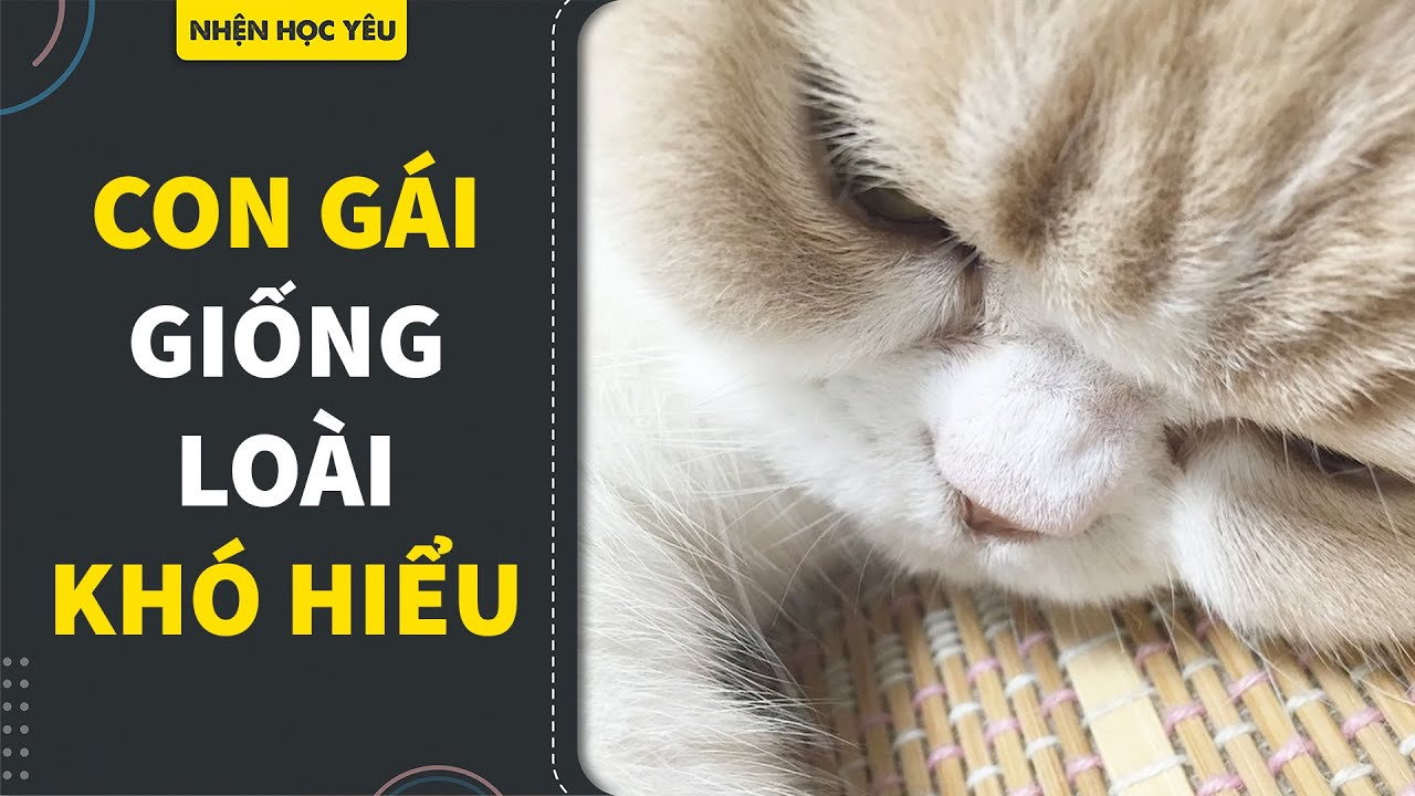 Con Gái thích gì và Bài Học Mèo Con | Huskywannafly | YÊU