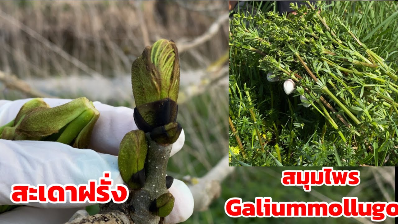 เก็บสะเดาฝรั่งกำลังแตกยอดได้ทั้งสมุนไพรไปตากแห้งไว้ทำชาดื่ม