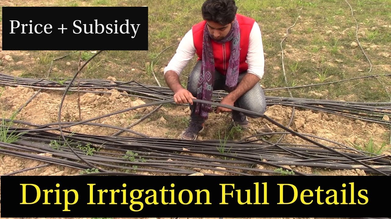 गेहू में ड्रिप इस्तेमाल के लाजवाब असर || Drip Irrigation Full Detail || Hello Kisaan