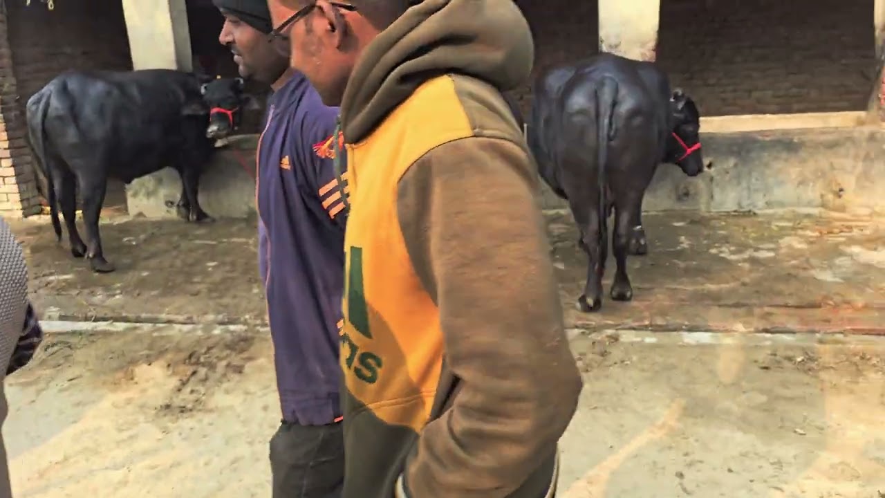 समीम डेरी फार्मSameem dairy farm भैस गाय खरीदने के लिए सम्पर्क करें 7607743837 #youtube #youtuber 
