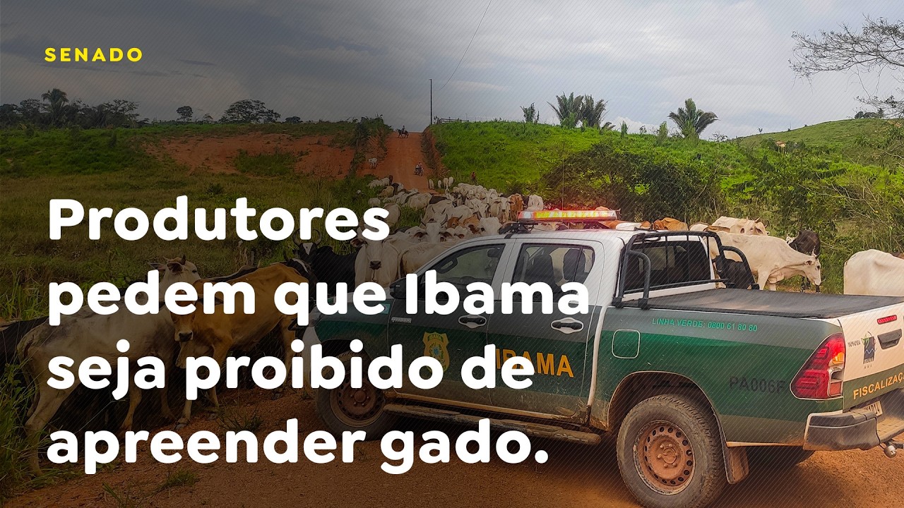 Produtores pedem que Ibama seja proibido de apreender gado.