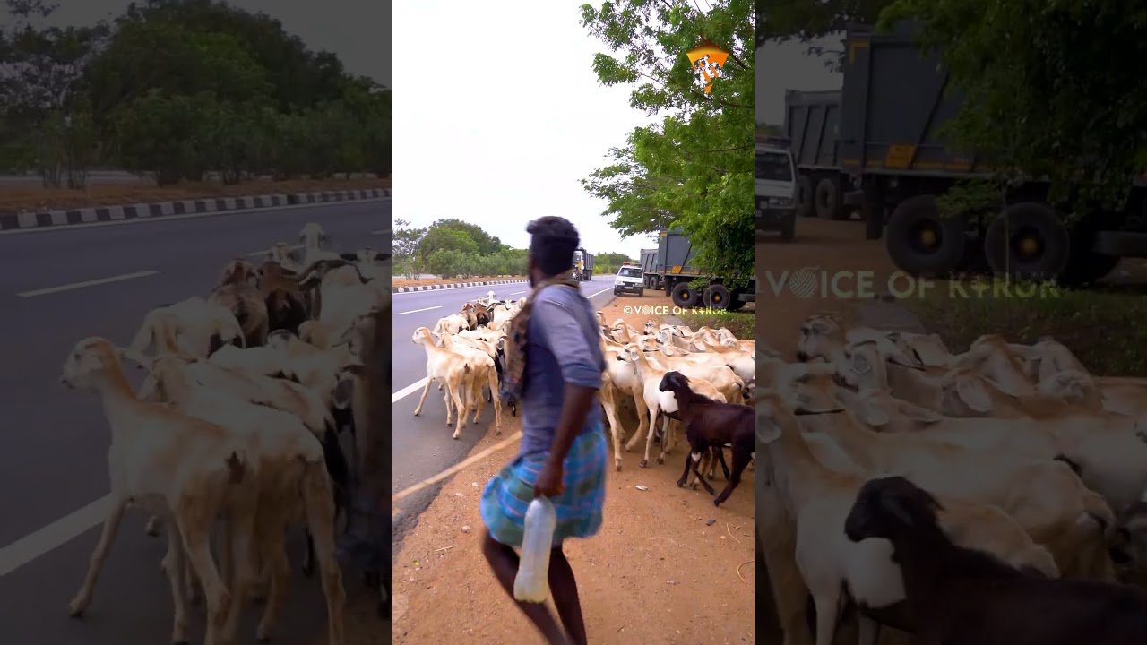 கரூர் செம்மறி ஆடு வளர்ப்பு✨ | Voice of Karur🔥