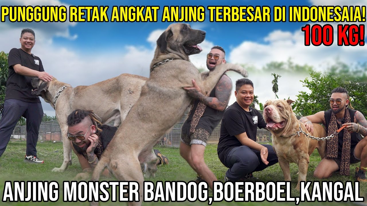 PUNGGUNG RETAK ANGKAT 4NJ1NG TERBESAR DI INDONESIA 100KG, BANDOG, BOERBOEL, KANGAL, JAMBI SUPERBULLS