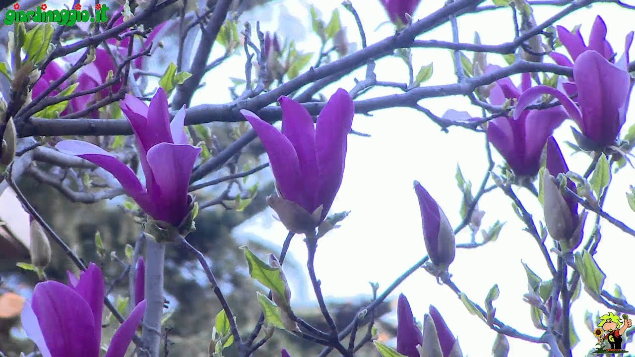 Magnolia
