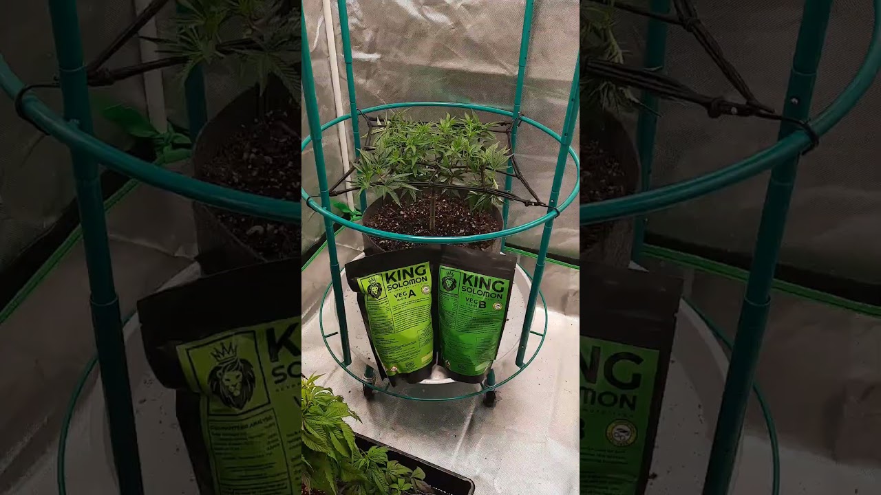 King Solomon fertilizer (1lb plant week 1) #rootedintellect #kingsolomonfertilizer