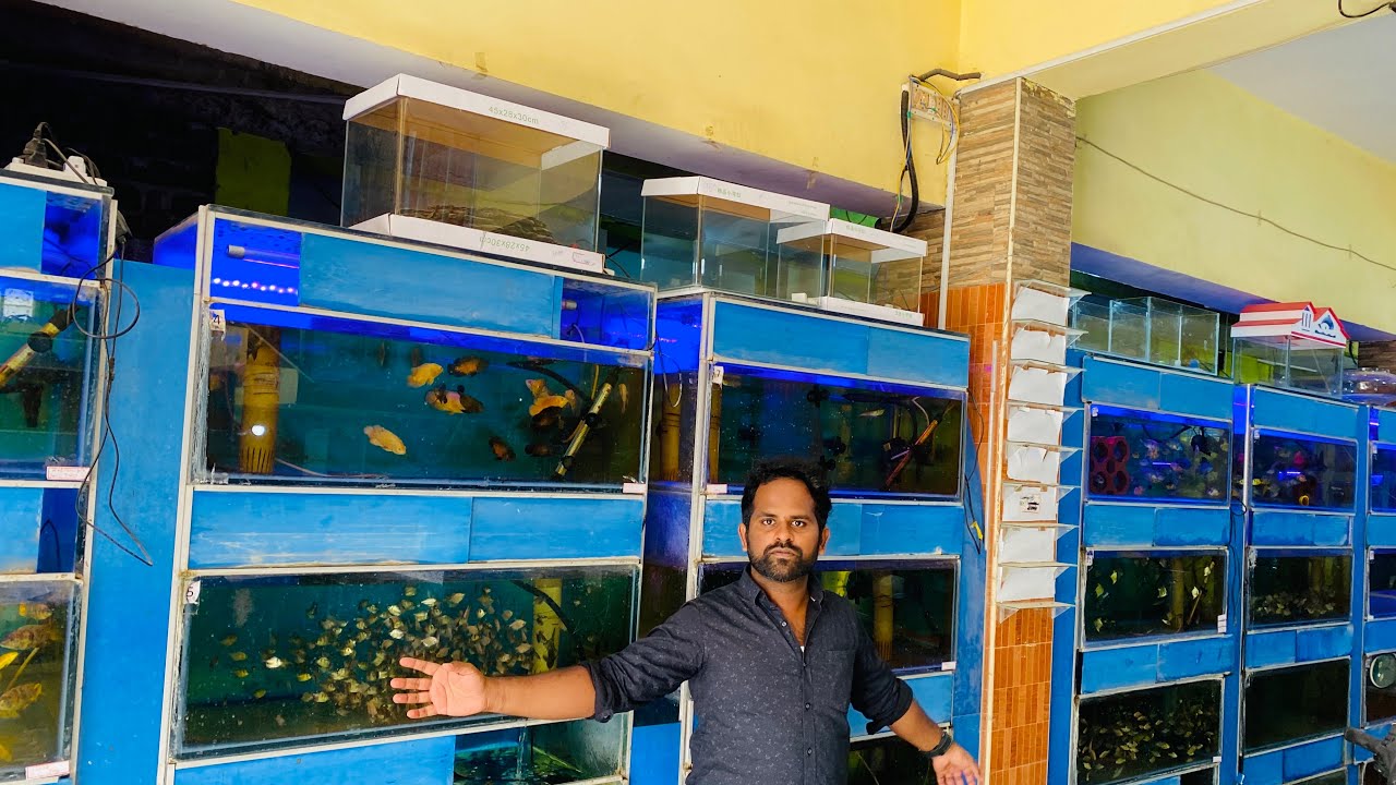 Fishes in Coimbatore starts from Rs5/- | Beena Aquarium