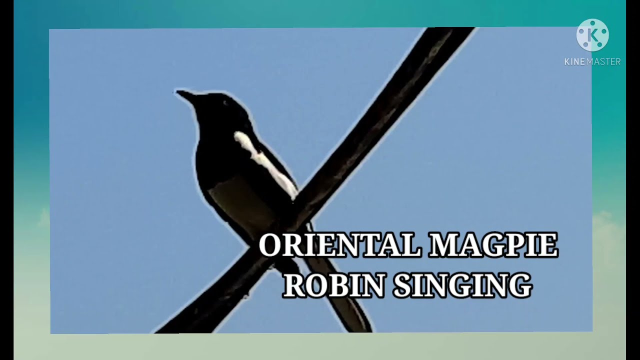 Oriental Magpie Robin Sound ~ call and song ~ #bird