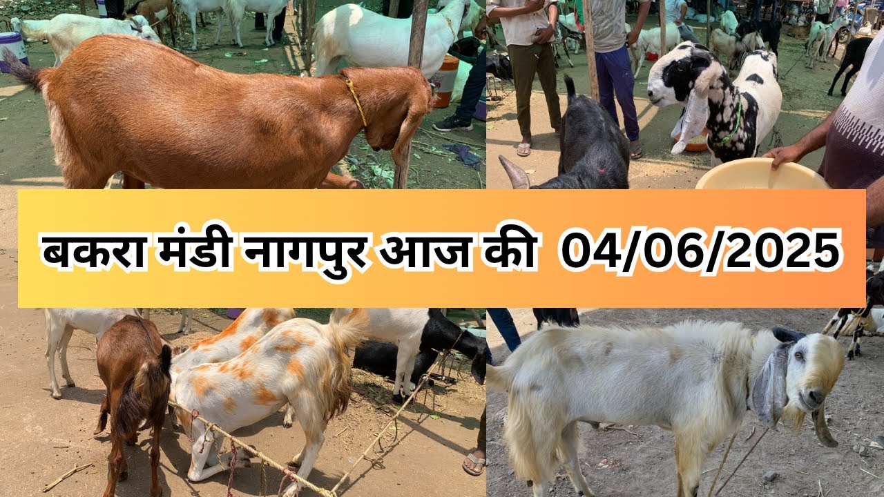बकरा मंडी नागपुर आज की  04/06/2025 | Bakra Market Nagpur | kalamna Bakra mandi | Nagpurkar Nishant