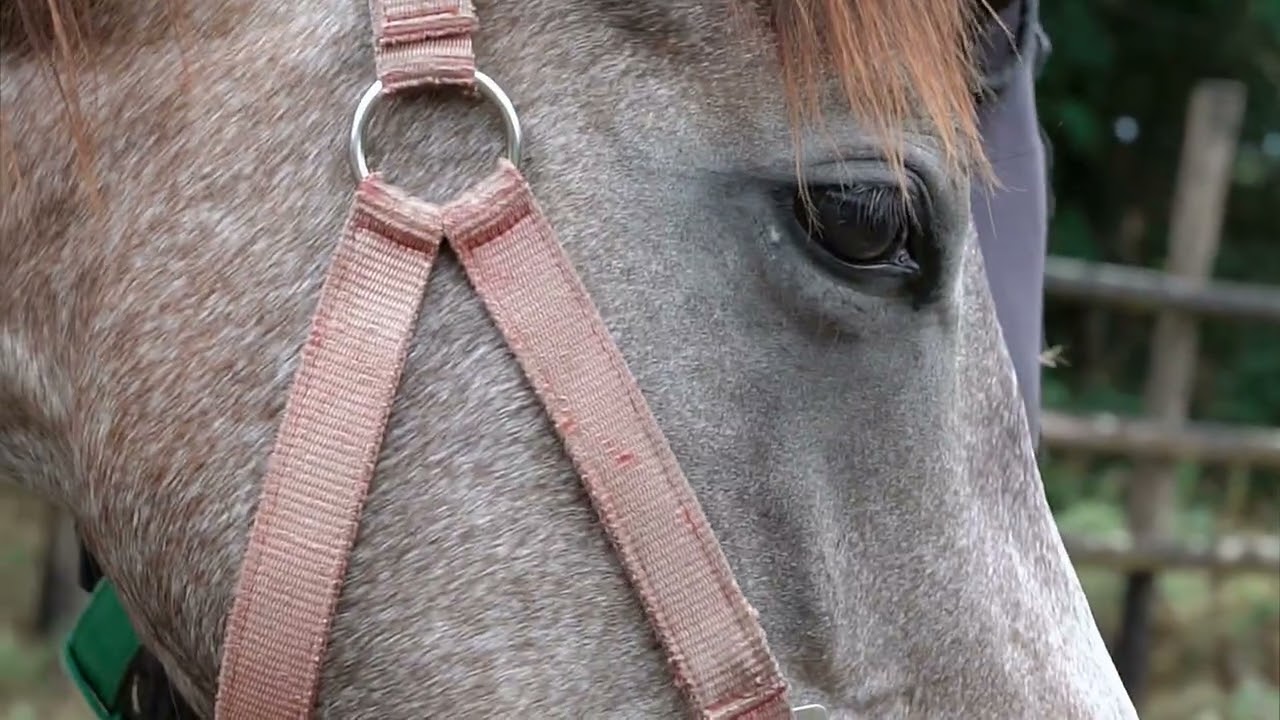 Horses and Wine in Tuscany