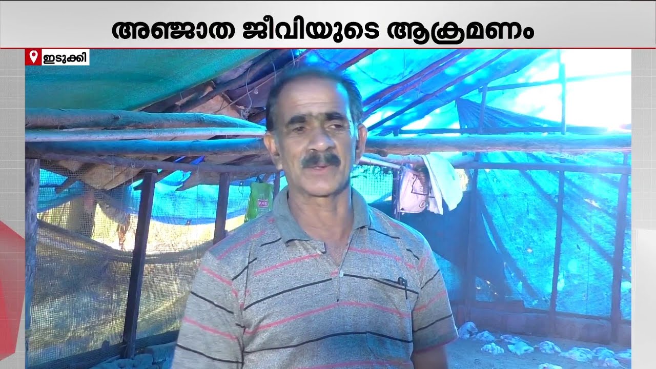 ഇടുക്കിയിൽ ഫാമുകളില്‍ അജ്ഞാത ജീവിയുടെ ആക്രമണം; അറുനൂറോളം കോഴികള്‍ ചത്തു