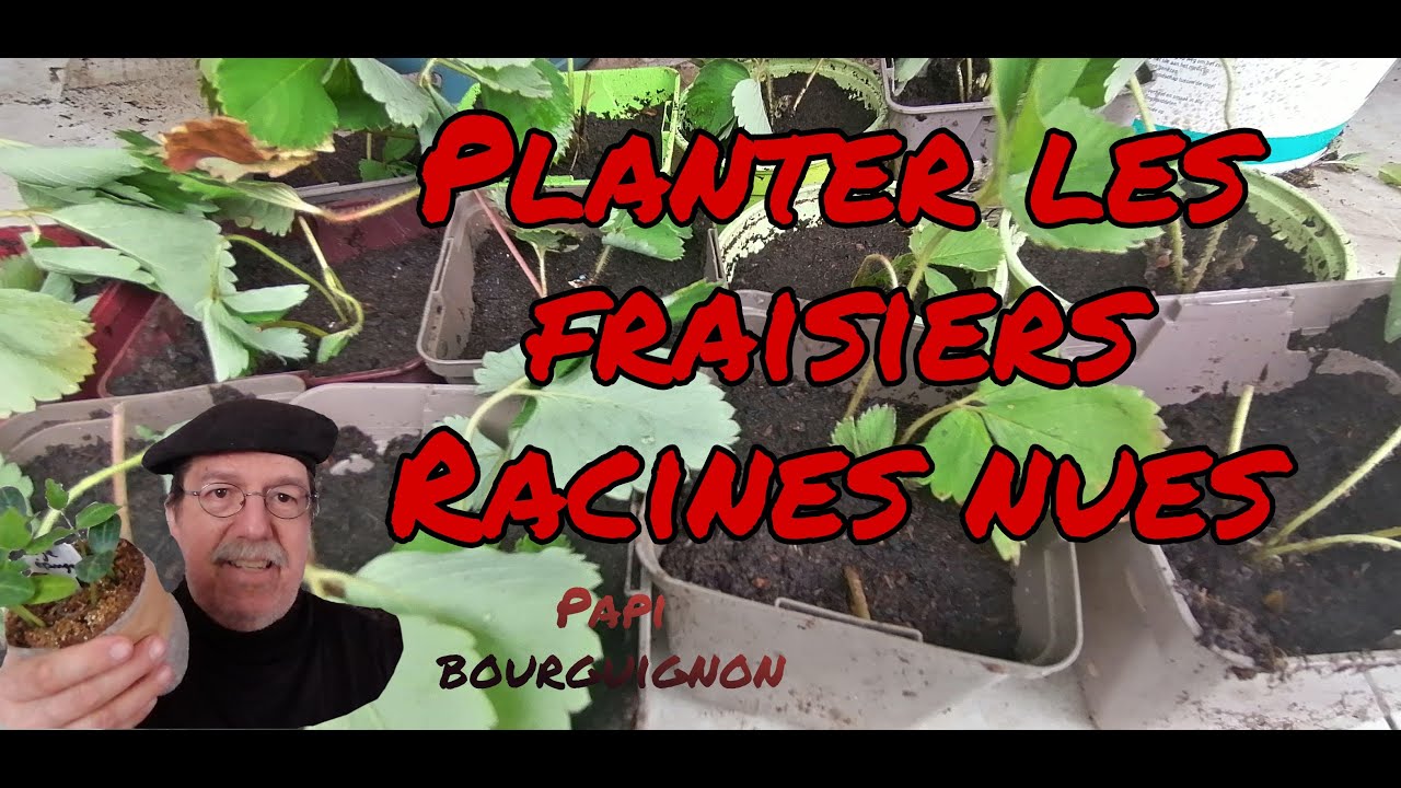 #fraisiers 🍓à #racines nues, #repiquage des #stolons🍓