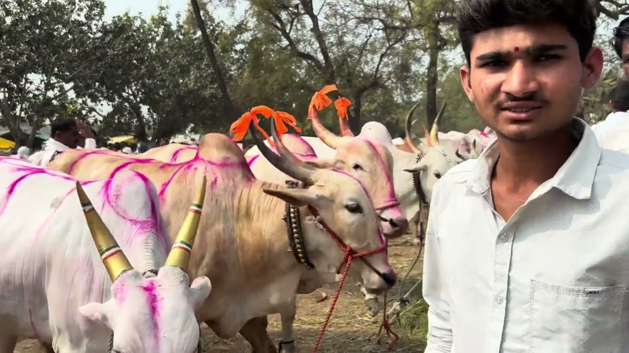 Safar hirapur bazarachi #cow #bull #mharastranews #today #motivation 
