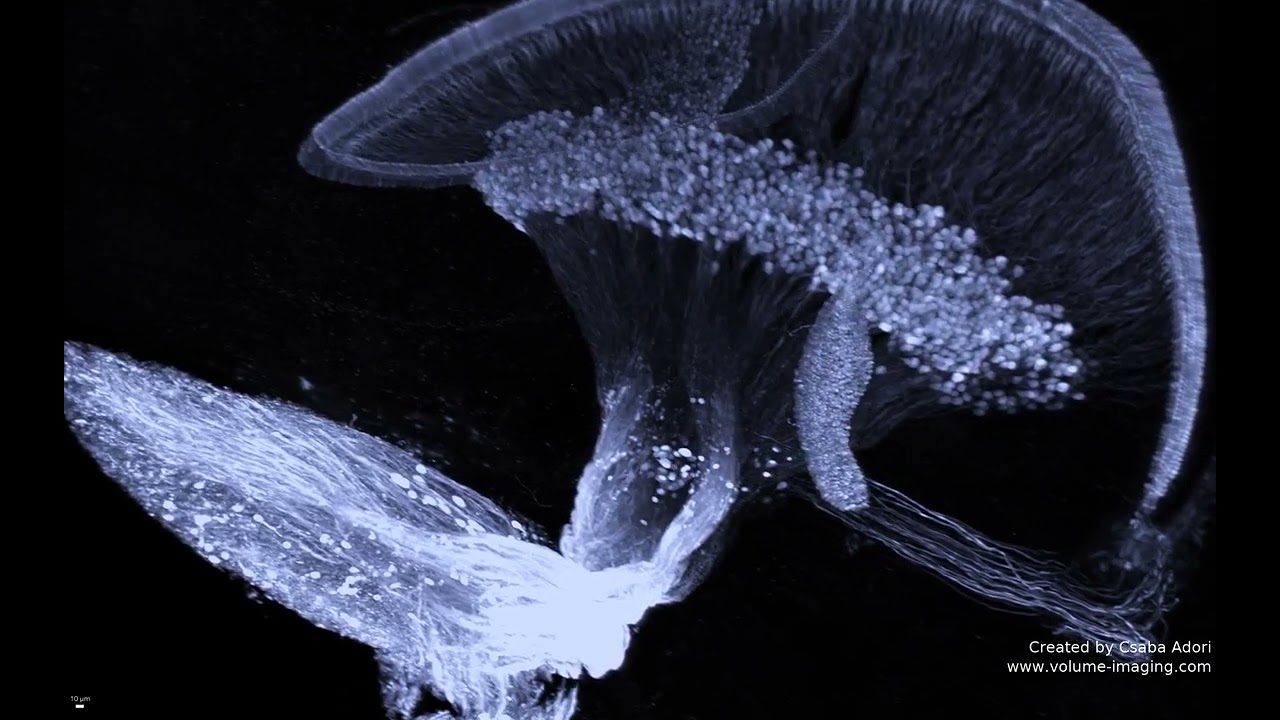 3D volume imaging - INNER EAR MOVIE 1