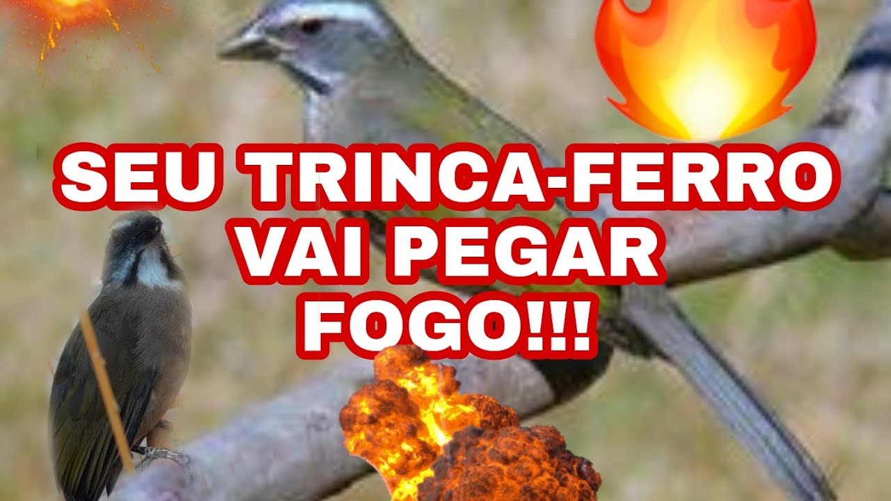 SEU TRINCA-FERRO VAI PEGAR FOGO!!!!