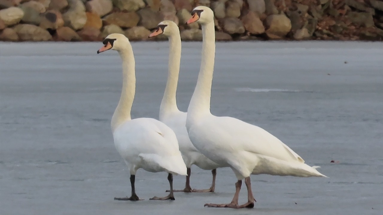 BIRDWATCHING: Three Mute Swans Get Running Start on Slippery Lake Ice!