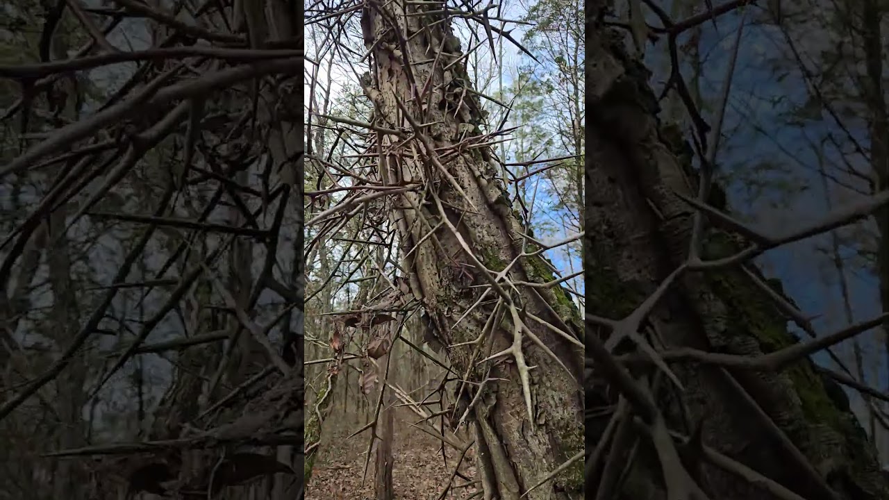 So I researched the tree's identity and discovered it is a Honey Locust Tree.