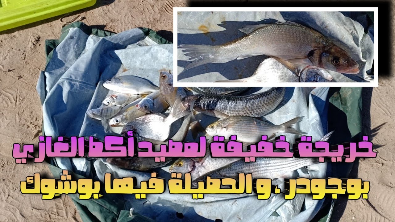 خريجة خفيفة لمصيد أكط الغازي بوجدور،  و الحصيلة فيها بوشوك
