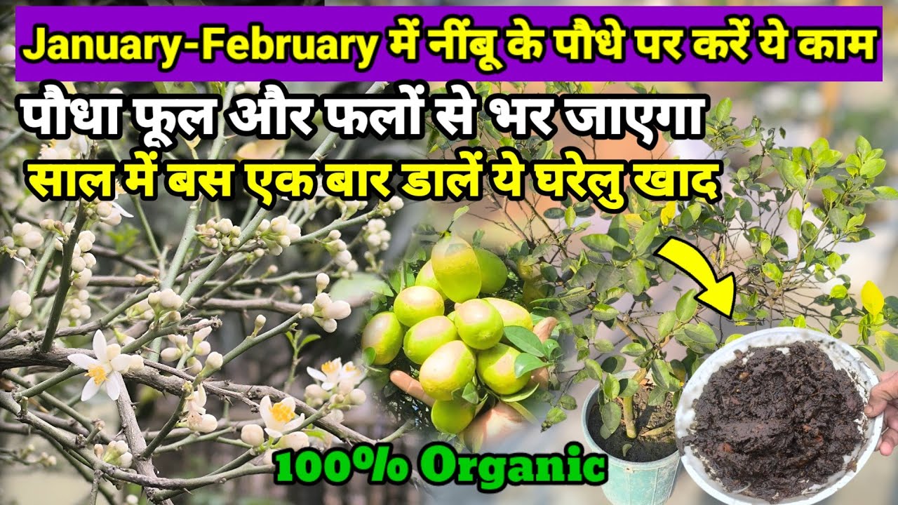 जनवरी में गमले में लगे नींबू के पौधे पर करें ये काम टहनियाँ फूल फलों से लद जाएगा | Lemon Plant Care