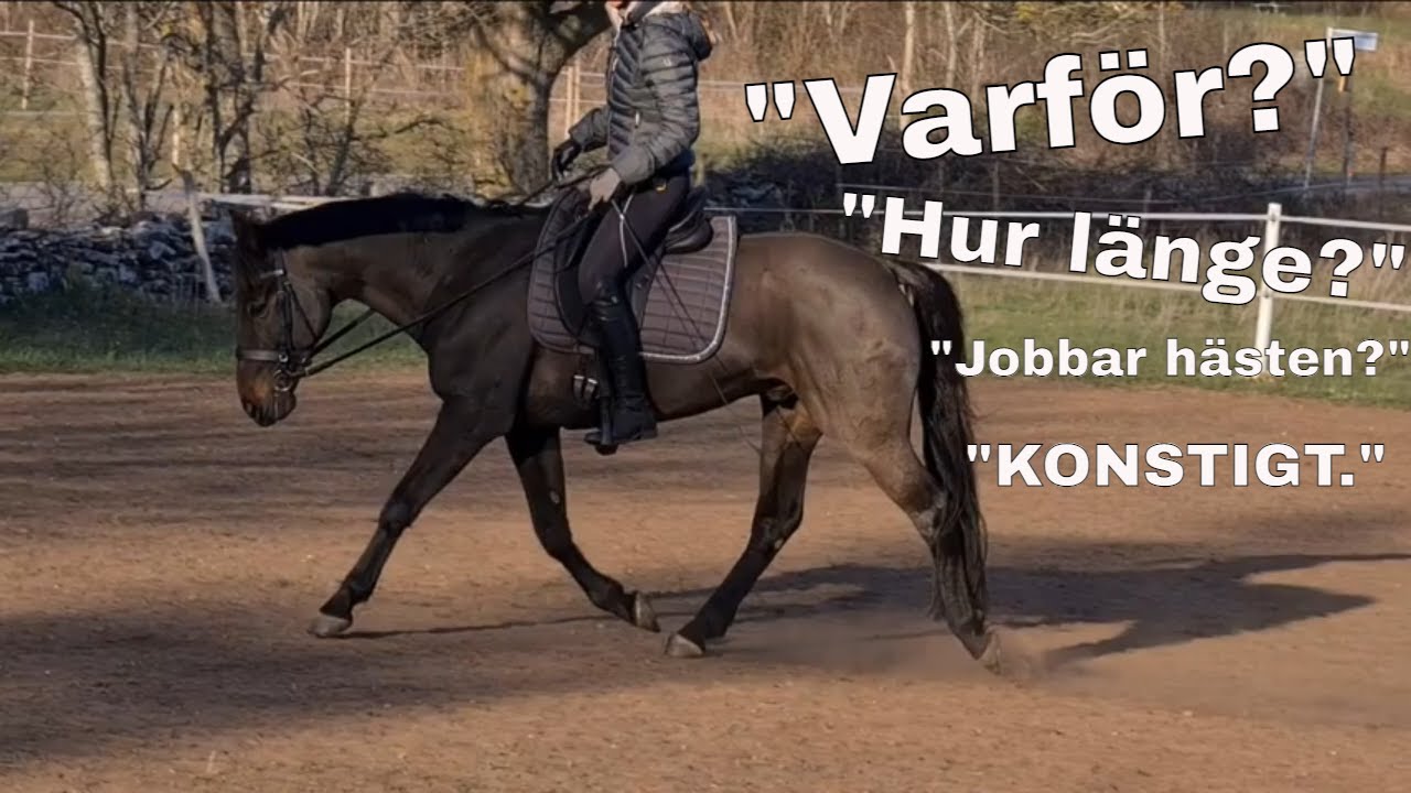 TRÄNING AV RIDTRAVARE - Lång och låg