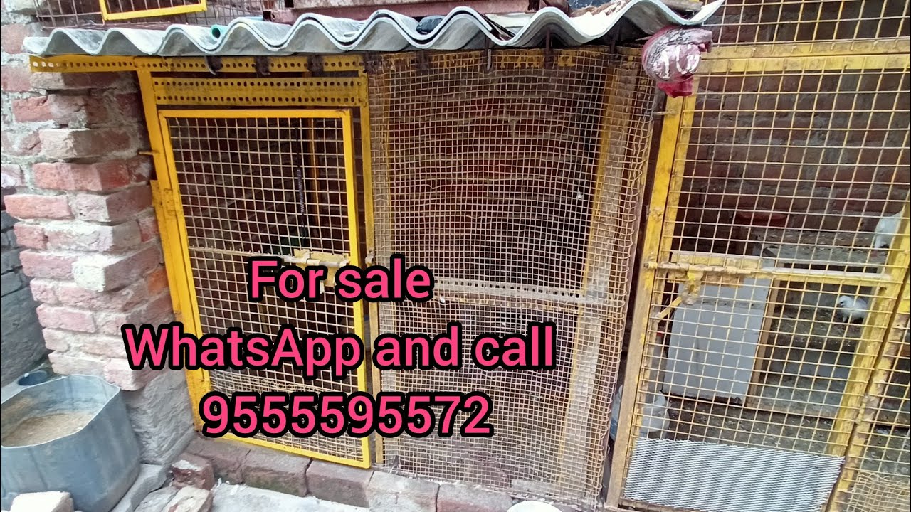 For sell pigeon loft . For sale loft kabutar ka Jaal for sale. कबूतर का जाल सेल.9555595572 WhatsApp.