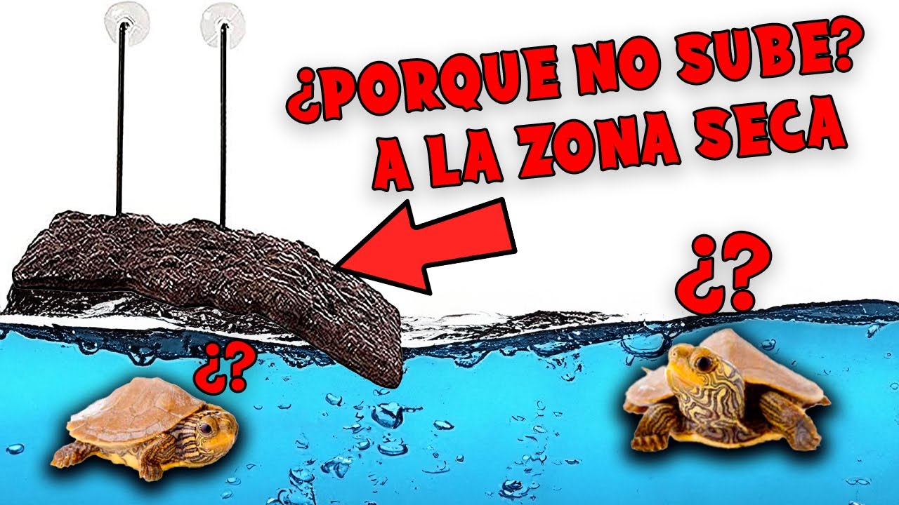 6 MOTIVOS POR LOS QUE TU TORTUGA NO SUBE A LA ZONA SECA