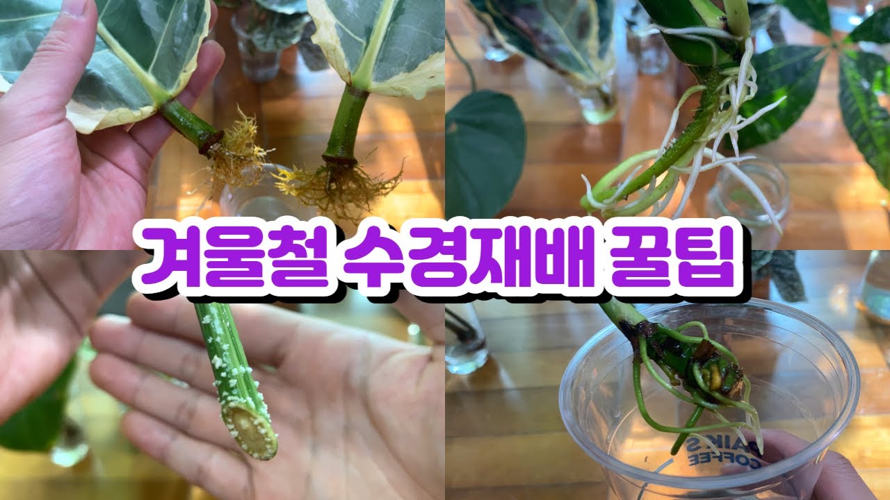 겨울철 수경재배 꿀팁!! 물꽂이&수경재배로 키우는 식물들 근황!! 고무나무, 파키라, 몬스테라, 필로덴드론 등등!!