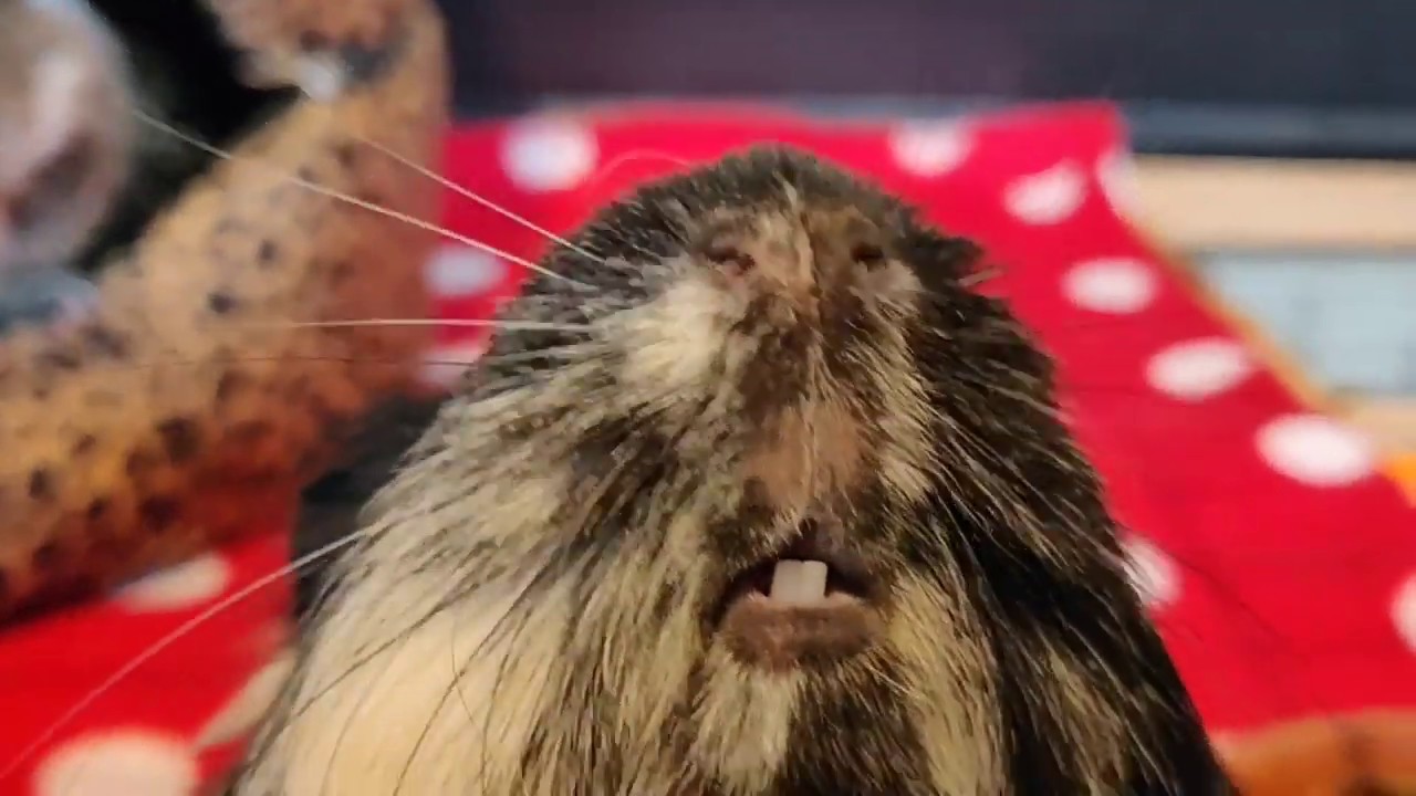 Meerschweinchen- Die Rangordnung