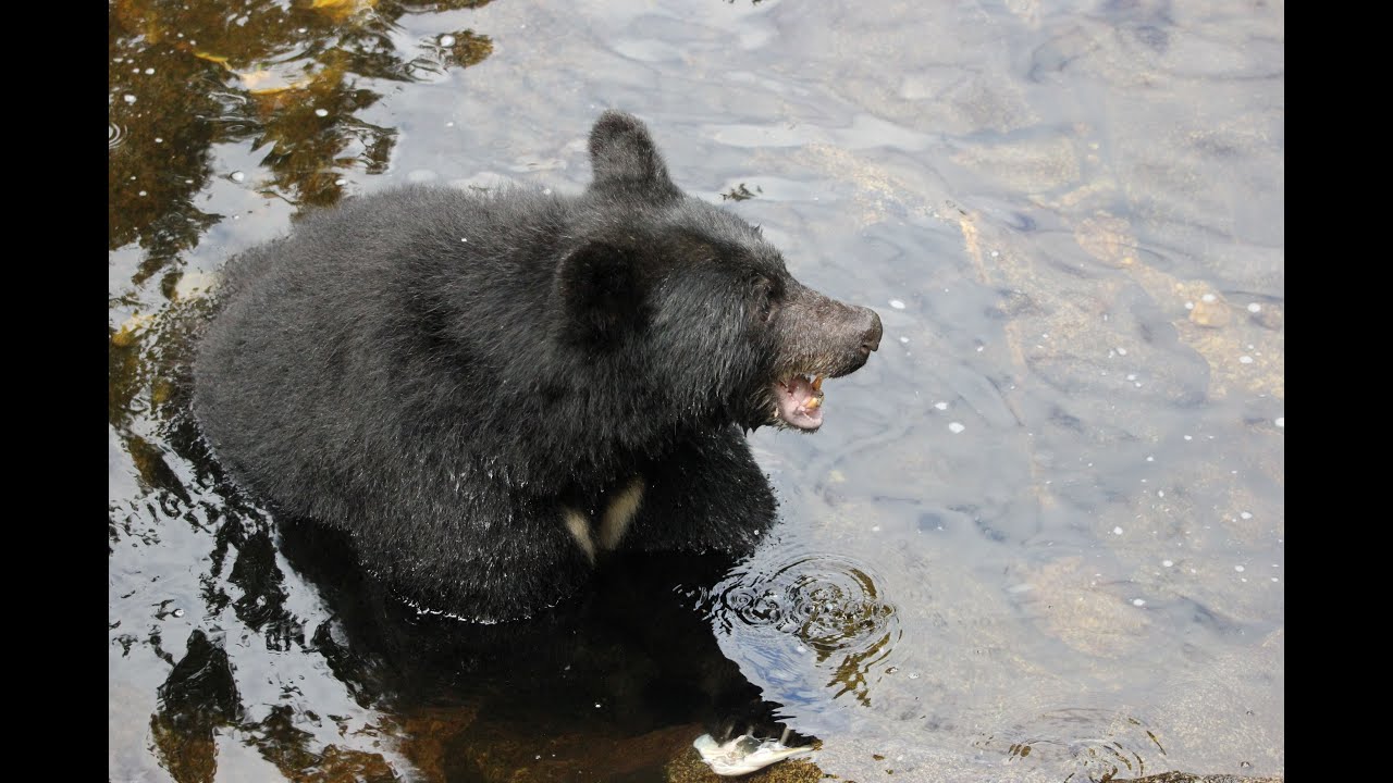 Part 11 - Alaska Inside Passage. Wrangell, fools inlet, Anan bay bear  observatory, Ketchikan