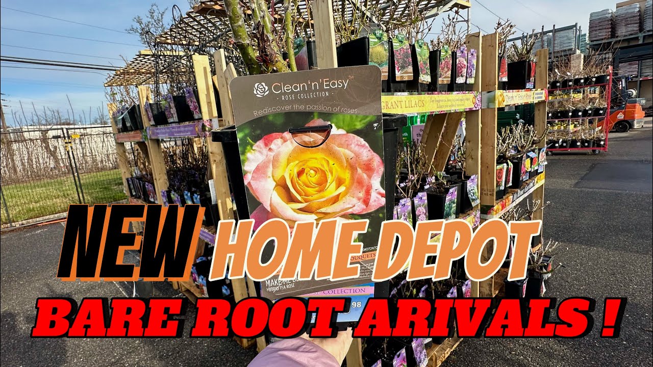 NEW SPRING 2025 BARE ROOT FLOWERS, SHRUBS & BERRIES AT HOME DEPOT GARDEN CENTER