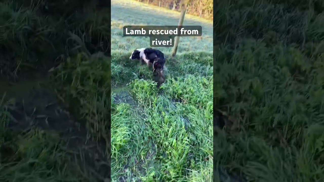 Sheepdog RESCUES lamb from RIVER!! #farming #sheepdog #lamb #rescue