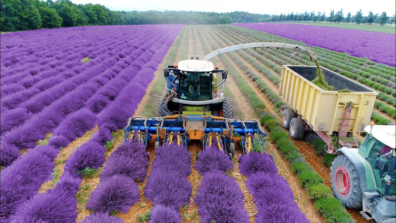 Lavender Harvest & Oil Distillation | Valensole - Provence - France 🇫🇷| large and small scale
