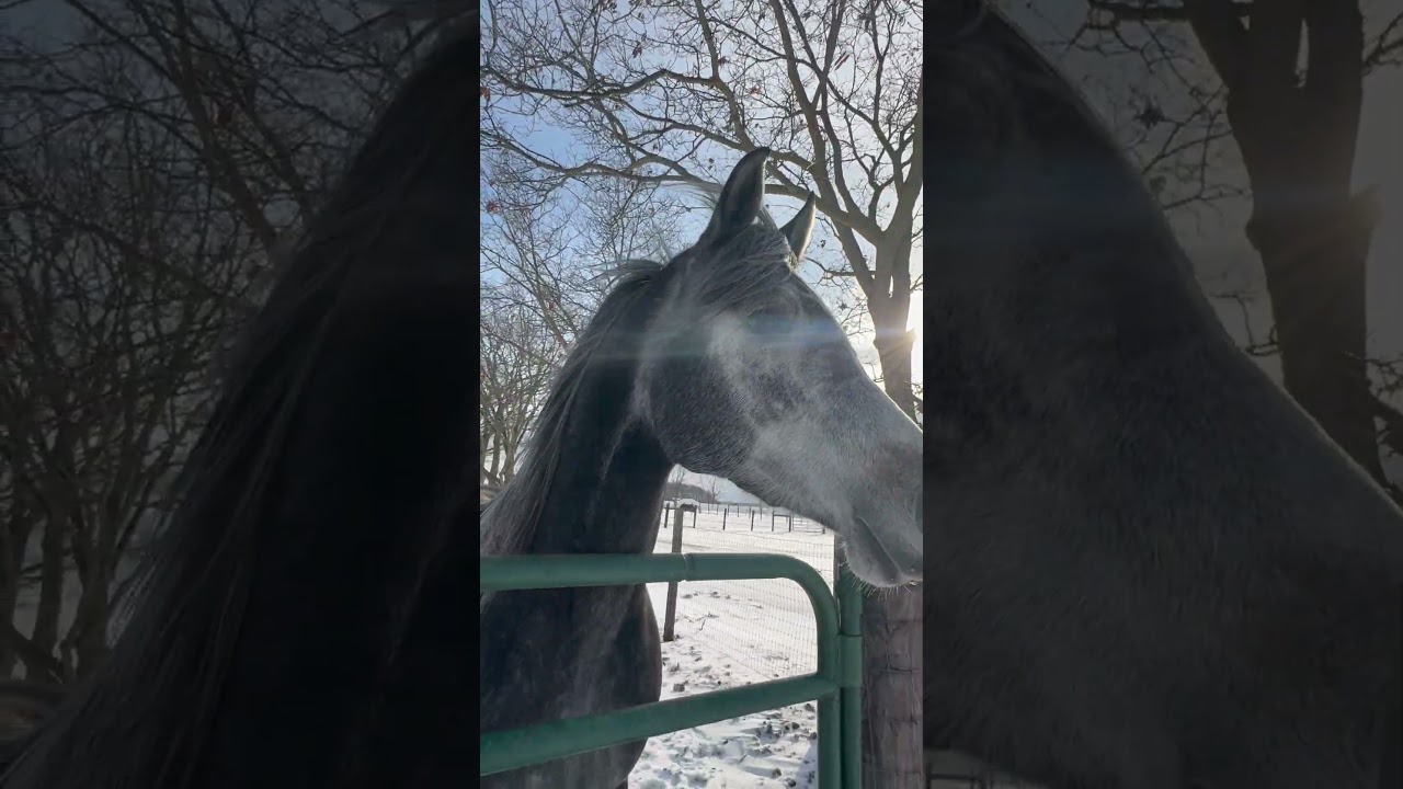 🩶Smoky in 🌞 🐴 