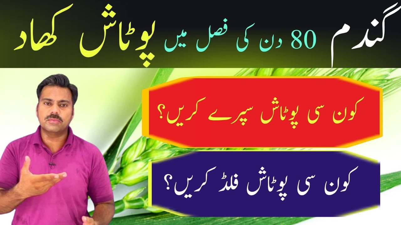 How to use potash in wheat crop at booting stage | The best Potash source in foliar and fertigation