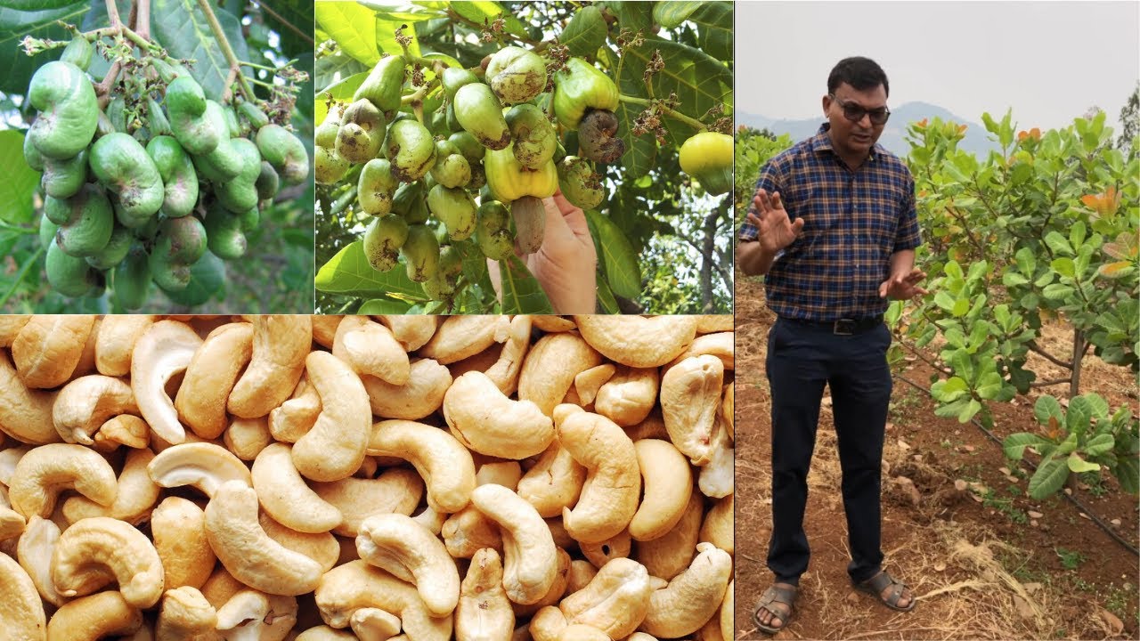इस्रायल तंत्रज्ञानाने काजु फळबाग लागवड | Ultra high density Cashew nut farming | जनार्धन वाघेरे