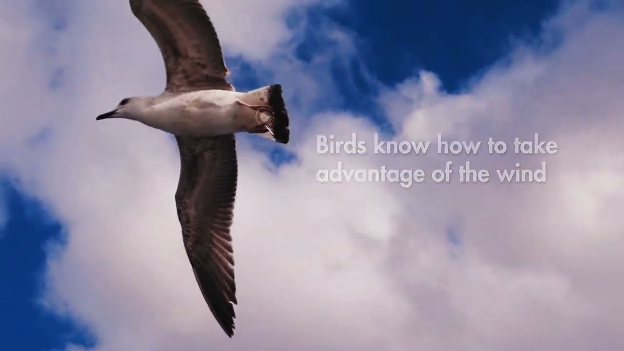 Yaw Drive and Pitch Drive: the best orientation of the nacelle and blades to harness wind energy.