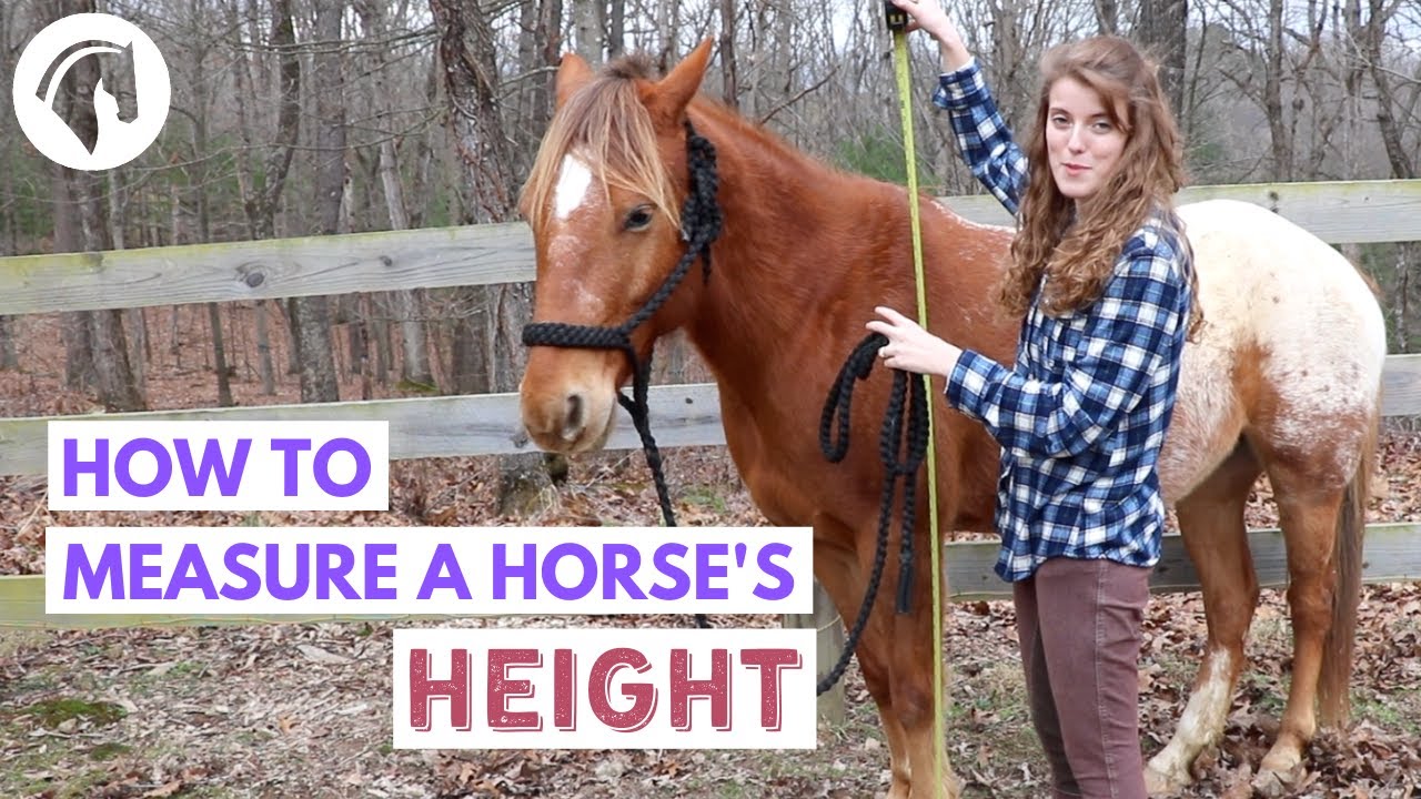 How to Measure a Horse's Height