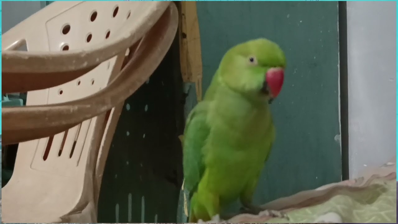 Mitu radhe radhe bolte hue🦜 #feeds #viralvideo #views #explore #explorepage #mithukibatain #mitumitu