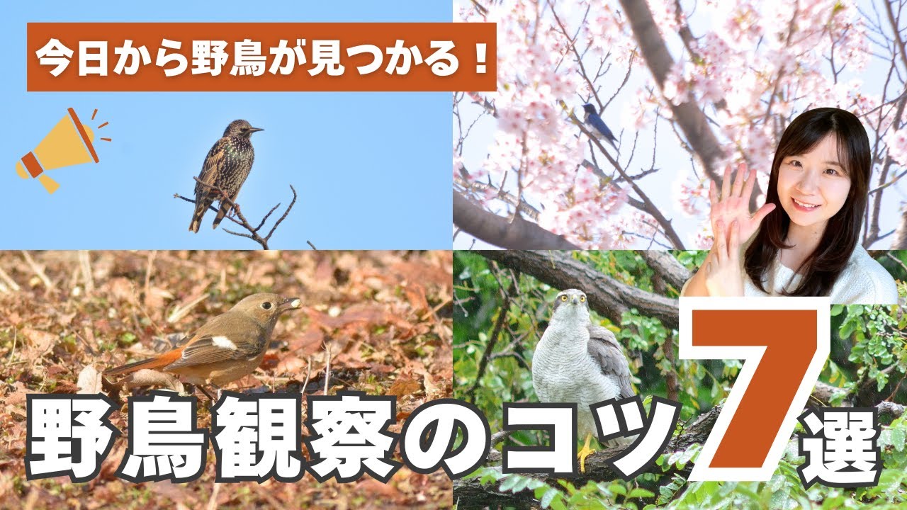 今日から野鳥が見つかる！野鳥観察のコツ7選🕊️