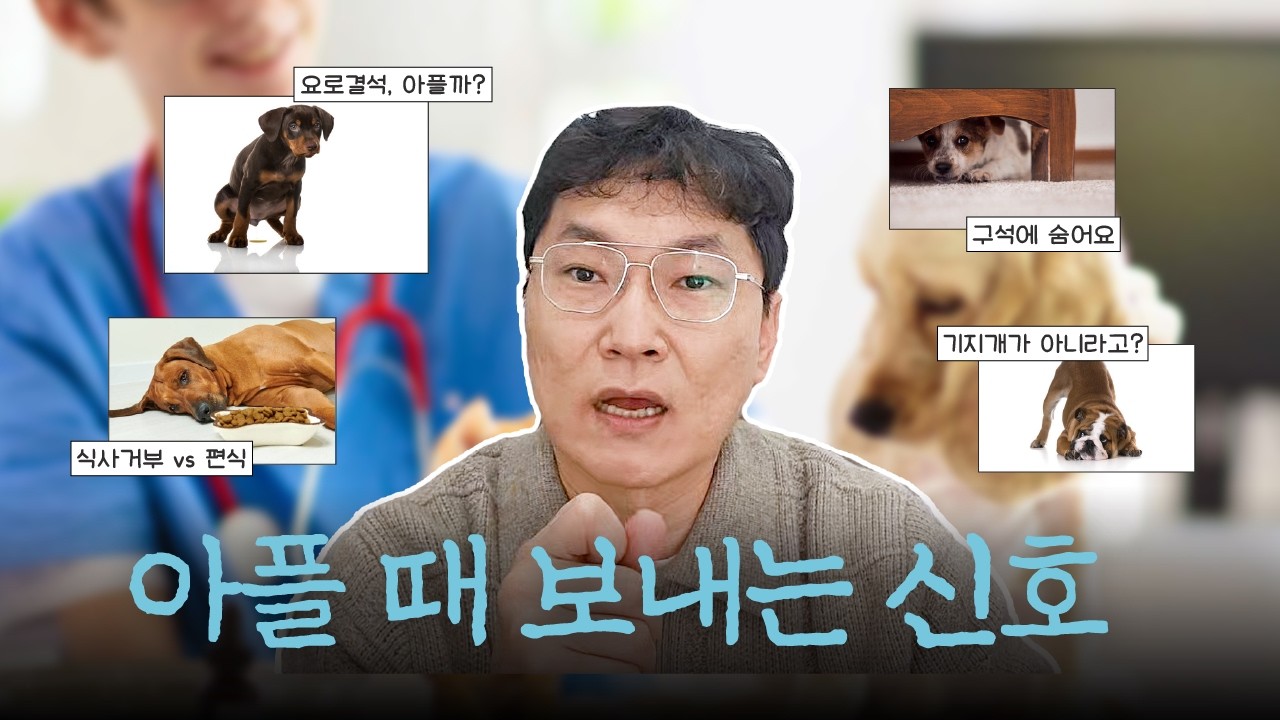 반려동물이 아플 때 보내는 신호 🚨