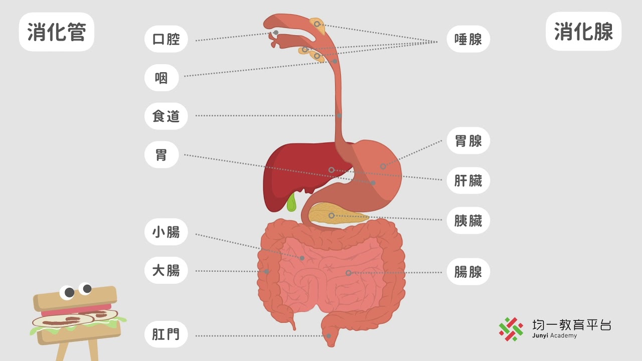 【觀念】動物獲得養份