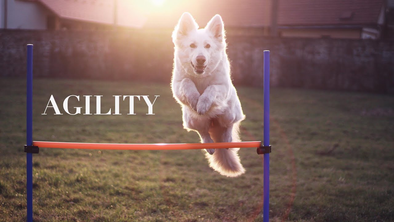 AGILITY || White Swiss Shepherd