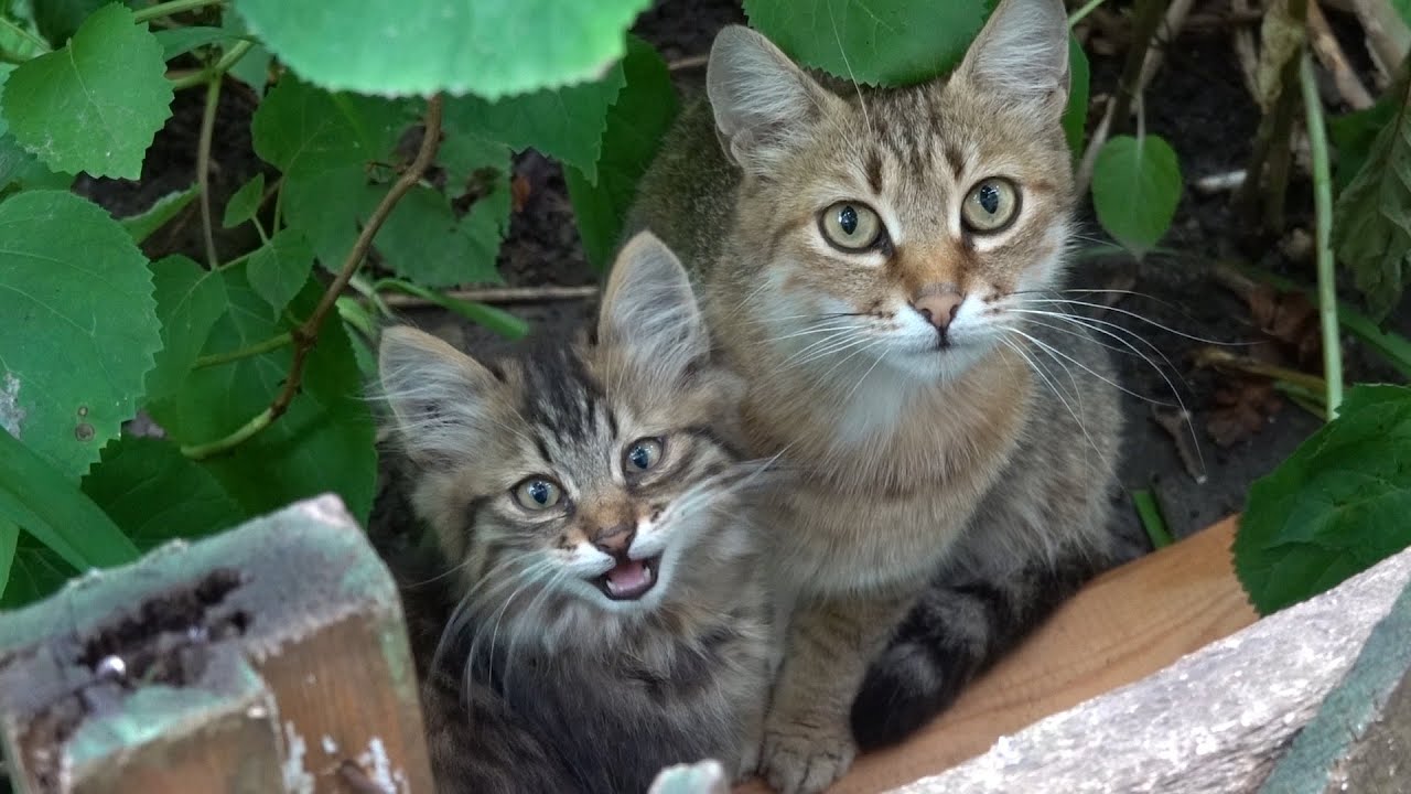 Happy kittens eat good food on a bench