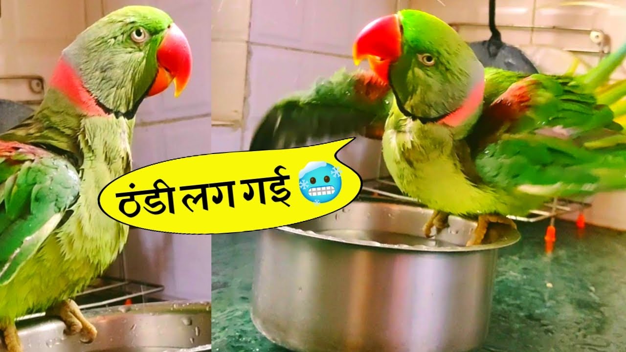 Pablo parrot cute funny Bathing Video