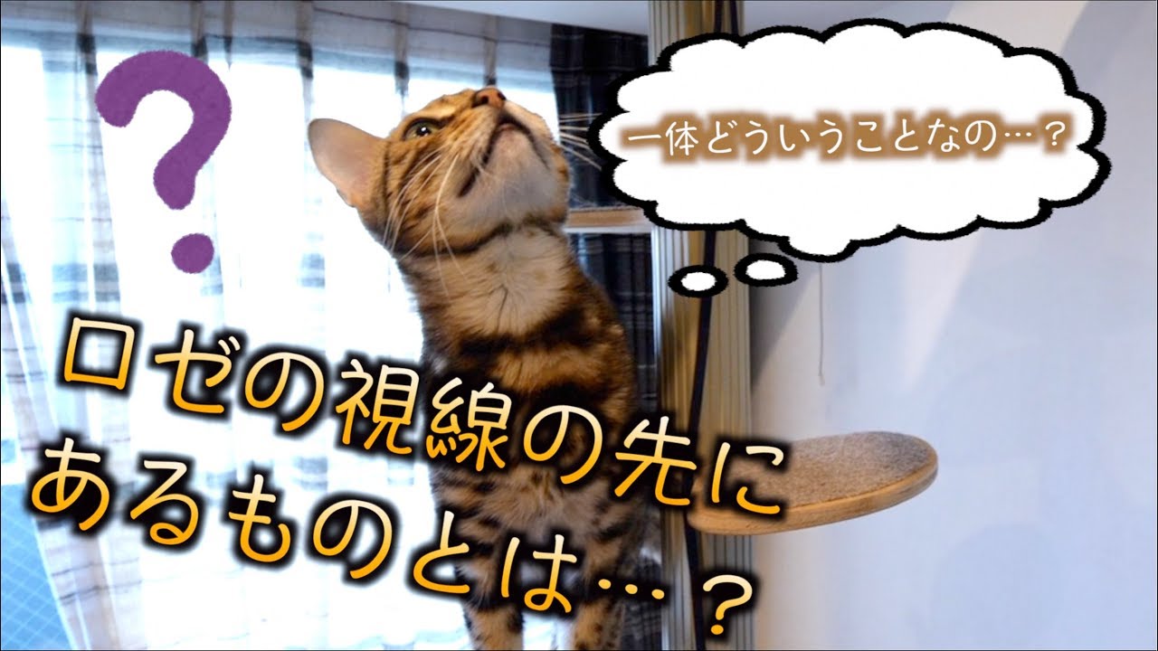 ロゼの様子が!?　視線の先にあるものは一体…?
